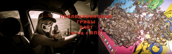 стаф Новозыбков